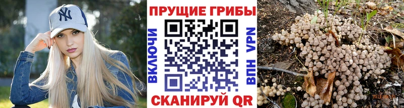 Купить  Сельцо  Псилоцибиновые грибы Psilocybine cubensis 